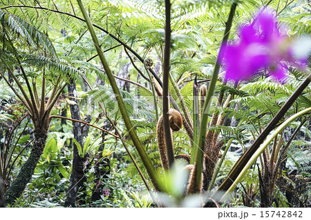 ヒカゲヘゴ ヒカゲヘゴ 15742842