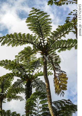 ヒカゲヘゴ ヒカゲヘゴ 15742845