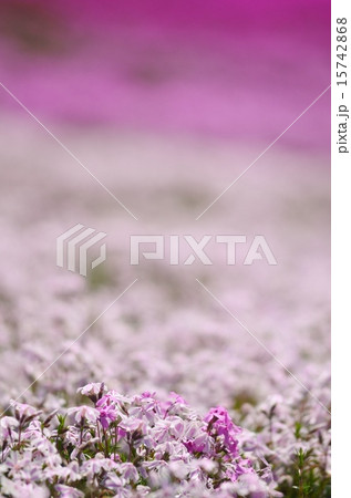 芝桜のグラデーション 芝桜のグラデーション 15742868