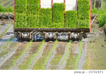 田植え 15742871