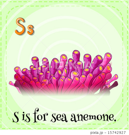 Sea anemone Sea anemone 15742927