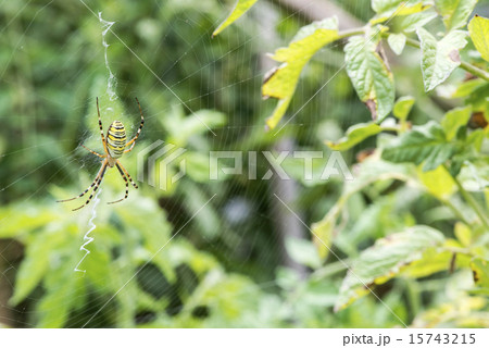 Spider in a garden 15743215