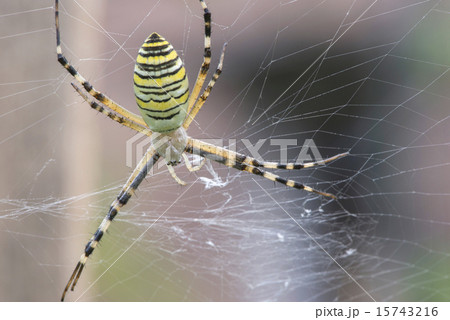 Spider in a garden 15743216