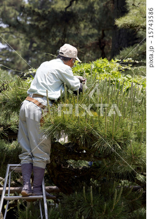 剪定 剪定 15743586