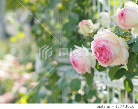 バラの花 バラの花 15743616