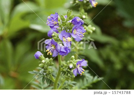 可愛いムラサキの花の写真素材