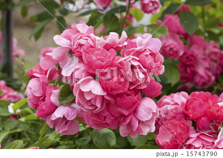 カップ咲きローズ カップ咲きローズ 15743790