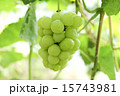 瀬戸ジャイアンツ 瀬戸ジャイアンツ 15743981