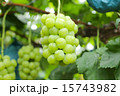 瀬戸ジャイアンツ 瀬戸ジャイアンツ 15743982