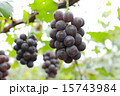 藤稔 藤稔 15743984