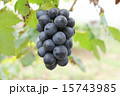 ピオーネ ピオーネ 15743985