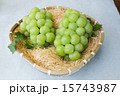瀬戸ジャイアンツ 瀬戸ジャイアンツ 15743987