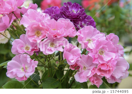 薔薇の花 薔薇の花 15744095