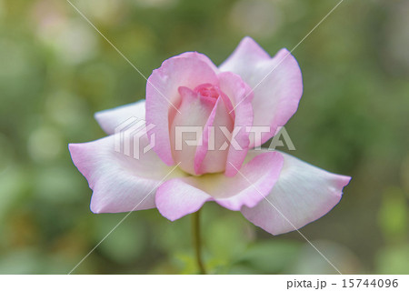 薔薇の花 薔薇の花 15744096