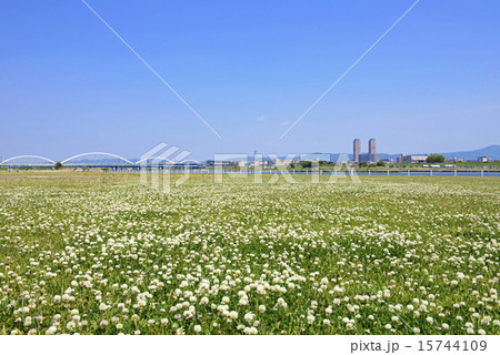 淀川河川公園 15744109