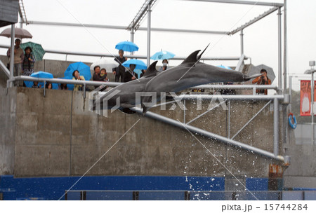 イルカのショー 15744284