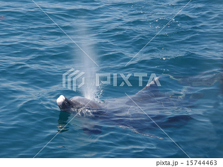 イルカの潮吹きの写真素材