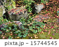 落葉と手水鉢 15744545