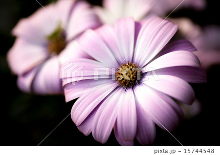 スノーポール スノーポール 15744548