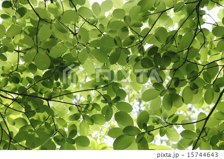 アメリカンスモークツリーの若葉 15744643