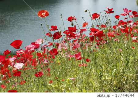 ポピー咲く池の畔 ポピー咲く池の畔 15744644