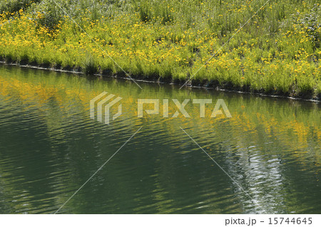 きんけいぎく咲く池の畔 きんけいぎく咲く池の畔 15744645