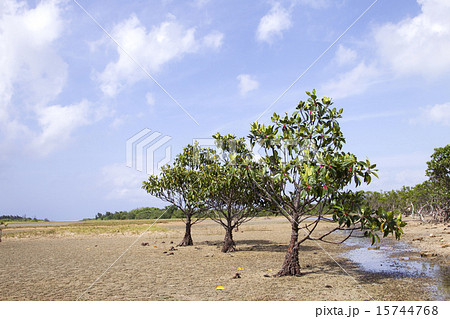 干潟に立つオヒルギ 干潟に立つオヒルギ 15744768