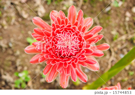 torch ginger flower 15744853