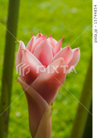 torch ginger flower 15744854