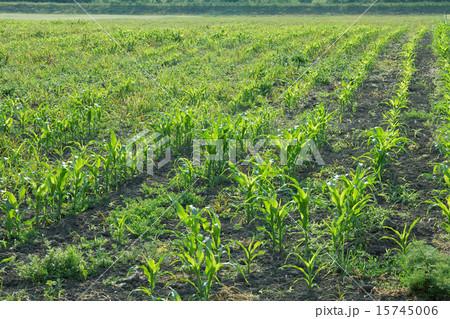 Agriculture Agriculture 15745006