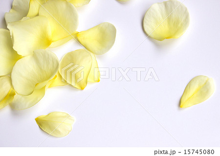 バラの花びら 15745080