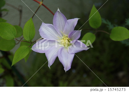 クレマチス　鶴の舞 15745273