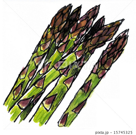 asparagus15523pix7 15745325