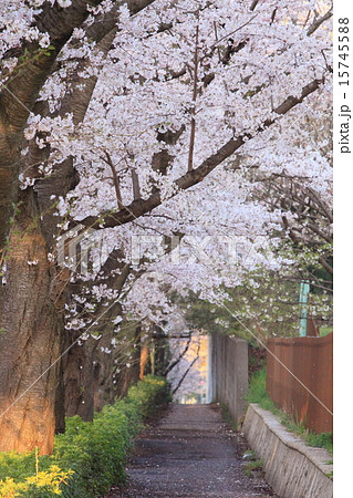 桜の歩道 15745588