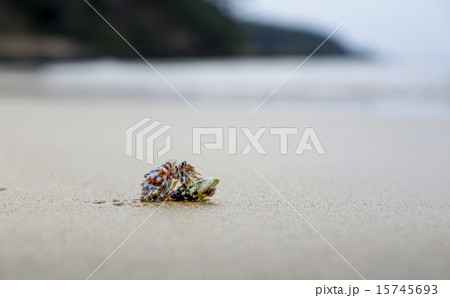 西表島　月ヶ浜のヤドカリ 15745693