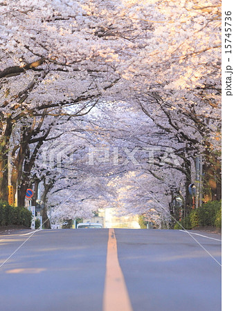 朝焼けのさくら 15745736