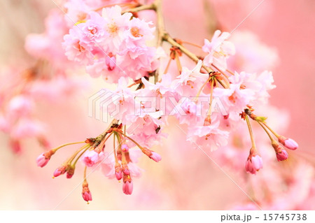 満開の桜 15745738