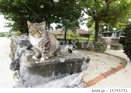 ネコ 15745751