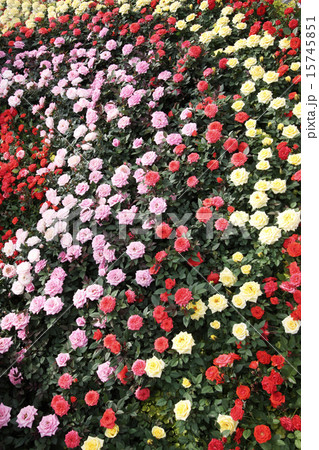 ミニ薔薇、勢揃い 15745851