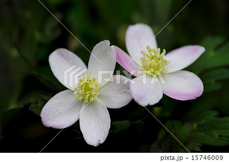 フタリシズカ フタリシズカ 15746009