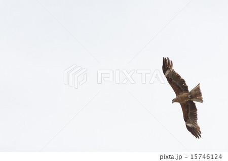 とんび 15746124