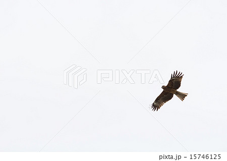 とんび とんび 15746125