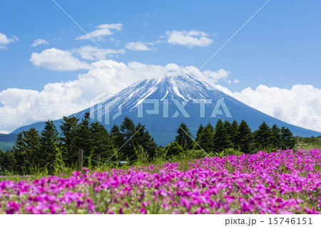 ５月のお花畑と富士山 15746151