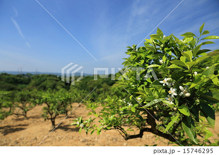 ダイダイ ダイダイ 15746295