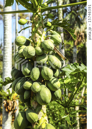 パパイア 15746391