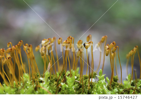 富士山の原生林で見つけたコケの花の写真素材