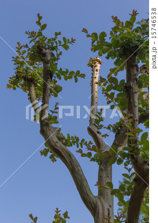 須磨離宮公園の空に向かって延びる木 15746538