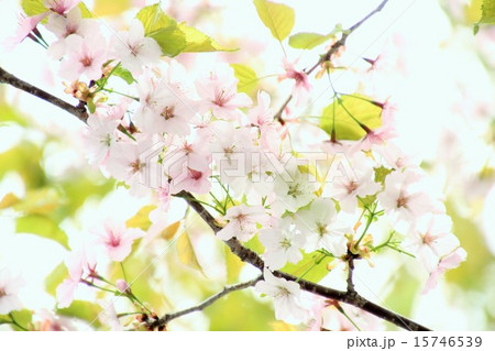 桜 桜 15746539