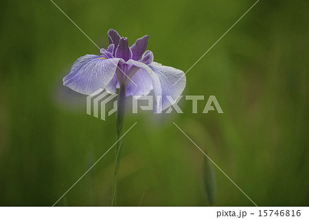 堀切菖蒲園の花菖蒲 15746816