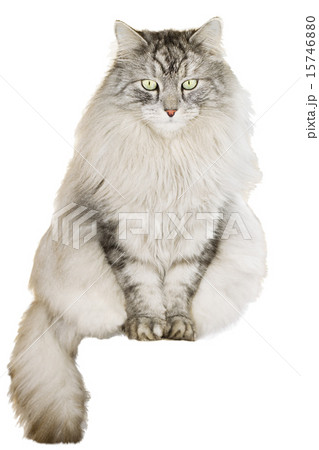 gray siberian cat on white background 15746880
